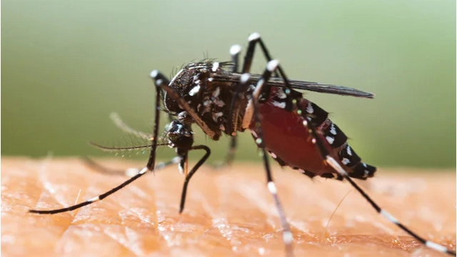 Dengue